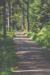 Wall Mural - A hiking trail through the forest