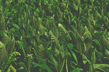 Tropical Tobacco Green Leaf Texture,for Background,vintage Tone.