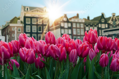 Plakat Tulipany i fasady tradycyjni starzy domy w Amsterdam, holandie
