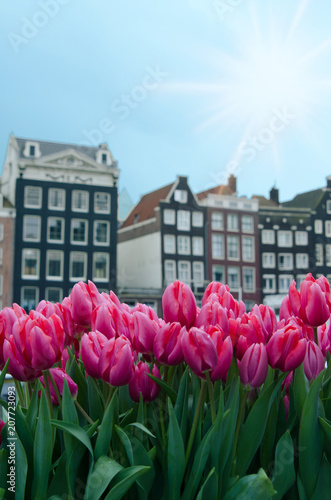 Plakat Tulipany i fasady tradycyjni starzy domy w Amsterdam, holandie
