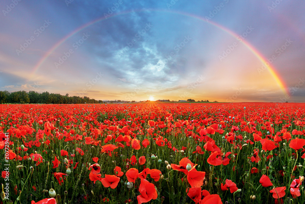Rainbow Landscape over poppy field - obrazy, fototapety, plakaty 