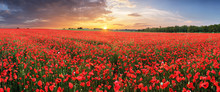 Landscape With Nice Sunset Over Poppy Field - Panorama