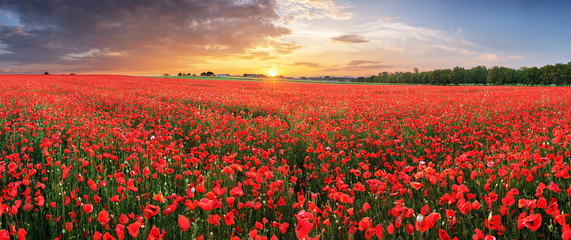 Wall Mural - Landscape with nice sunset over poppy field - panorama