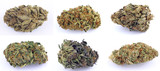 Fototapeta  - Cannabis e marijuana con alto cbd e basso thc - fiore - droga leggera da fumare - sostanze legali e illegali - erba curativa - ganja 