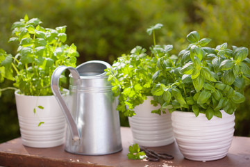 fresh basil parsley mint herbs in garden