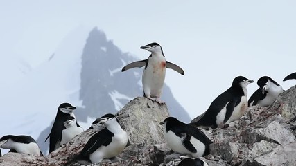 chinstrap penguins on the nest