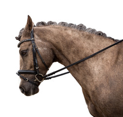 Wall Mural - horse isolated on a white background