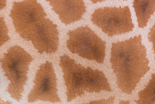 Genuine Giraffe Skin As A Background. Natural Background Texture.