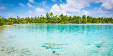 Sharks In Shallow Water Close To Tropical Atoll With Coconut Palm Trees. Fakarava, French Polynesia