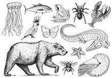 Set Of Animals. Reptile Amphibian Mammal Insect. Bug Bear Shell Jellyfish Crocodile Butterfly Fish Lobster Spider. Classification Of Wild Creatures And Biology. Engraved Hand Drawn Old Vintage Sketch.