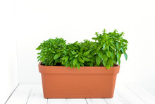 Growing Herb In Planter In A Kitchen Garden. Flower Pot With Basil Plant Against White Wall
