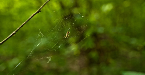 spider net, wildlife