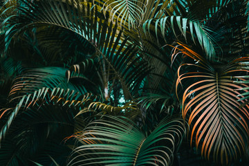 Plakat las piękny ogród tropikalny świeży