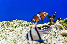 Aquarium Fishes In Salt Water