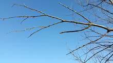 Tree Without Leaves Against The Sky