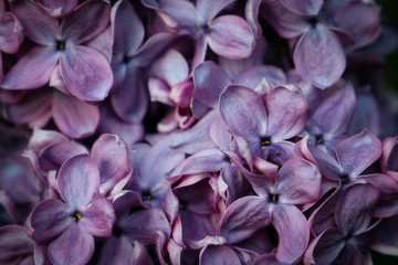  Lilacs in Bloom