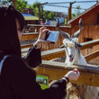 © phpetrunina14 - young woman feeding animals and taking picture. goat close up. zoo life. farming