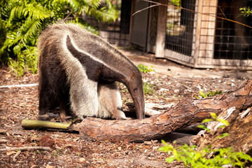 Giant anteater Myrmecophaga tridactyla forages under logs