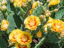 Yellow Prickly Pear Cacti Blossoms 
