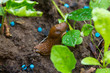 Slug eating snail grain