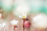 Fototapeta Storczyk - Spring small white flowers on blurred macro background. Spring or summer border template with copy space. Romantic greeting card. Blooming flowers on sunny day. Flowering springtime. Spring background