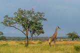 Fototapeta Sawanna - Giraffe on the savanna while on South Africa Safari