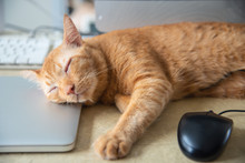 Yellow Cat Sleeping Over A Laptop On On Work Desk