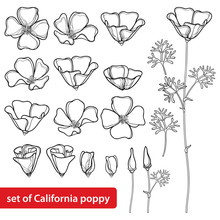 Vector Set With Outline California Poppy Flower Or California Sunlight Or Eschscholzia, Leaf, Bud And Flower In Black Isolated On White Background. Contour Poppy For Summer Design And Coloring Book.