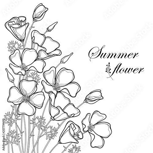 California Poppy Outline