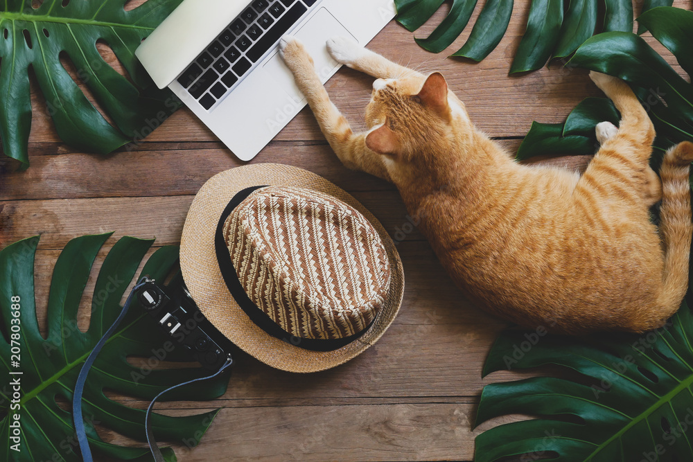 Ginger cat acts as human working on laptop computer on rustic wood grunge background with tropical leaves Monstera, hat and retro style camera, freelance work from home and digital nomad concepts. - obrazy, fototapety, plakaty 