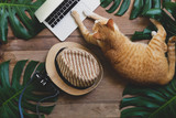 Fototapeta Koty - Ginger cat acts as human working on laptop computer on rustic wood grunge background with tropical leaves Monstera, hat and retro style camera, freelance work from home and digital nomad concepts.