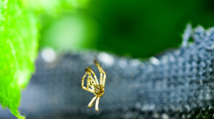 Wall Mural - creepy transparent spider in nature
