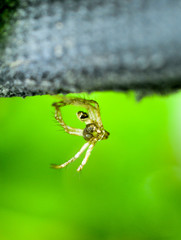 Wall Mural - creepy transparent spider in nature
