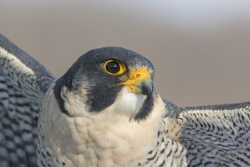 Sticker - peregrine falcon portrait