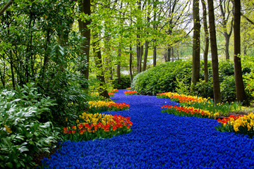 Spring blossom in Keukenhof park in Amsterdam area