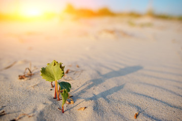 Green shoot in the desert - conceptual photo for growth in adverse conditions