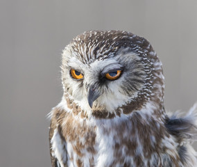 Canvas Print -  northern saw-whet owl portrait