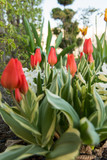 Fototapeta Tulipany - tulips bloom in the spring