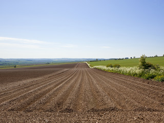 Wall Mural - newly planted potato crop