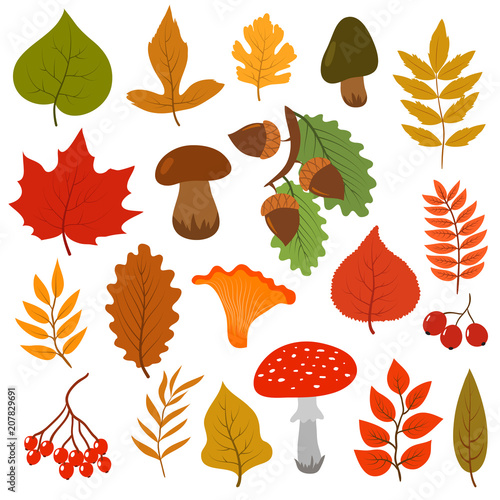 Yellow Autumn Leaves Mushrooms And Berries Fall Forest Elements Vector Cartoon Collection Isolated On White Background Stock Vector Adobe Stock Yellow Autumn Leaves Mushrooms And Berries Fall Forest Elements Vector Cartoon Collection Isolated On White Background Stock Vector Adobe Stock