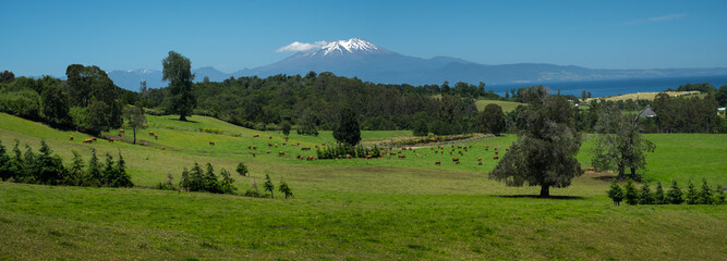 Wall Mural - Panorama of a green summer meadow with grazing cows, forest and mountains on the horizon, Patagonia, Chile