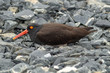 Oyster Catcher Layign Down