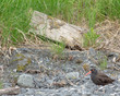 Oyster Catcher Lower Right