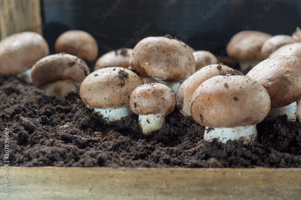 Cultivation of brown champignons mushrooms, grow in underground nature caves in France, ready for harvest - obrazy, fototapety, plakaty 