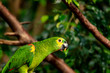 An eating amazon parrot in the jungle