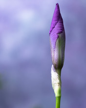 Purple Bearded Iris Bud
