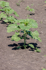 The sunflower plant.