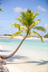 Wall Mural - Palm Tree Growing Towards the Ocean Water