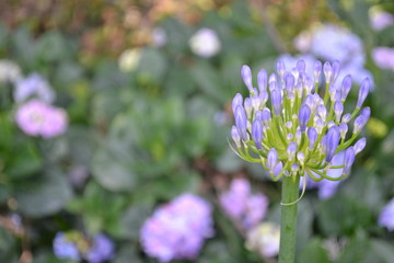 Flor Morada 2