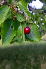 Wall Mural - cherry red fruits on branch of tree